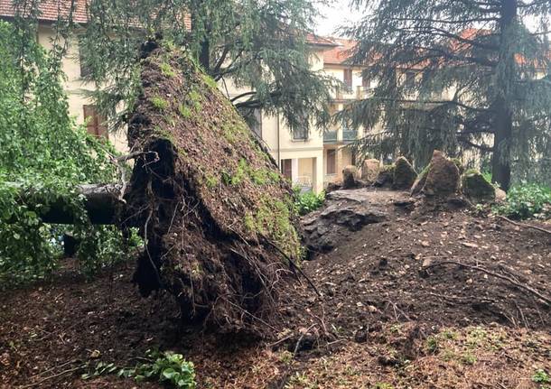 Alberi divelti dal maltempo a Cuasso al Monte