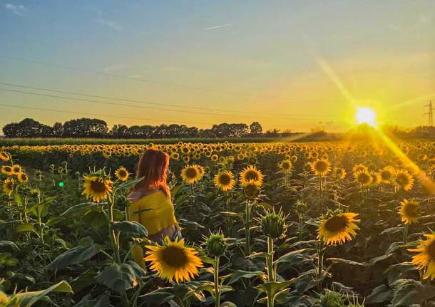 Nel campo dei girasole