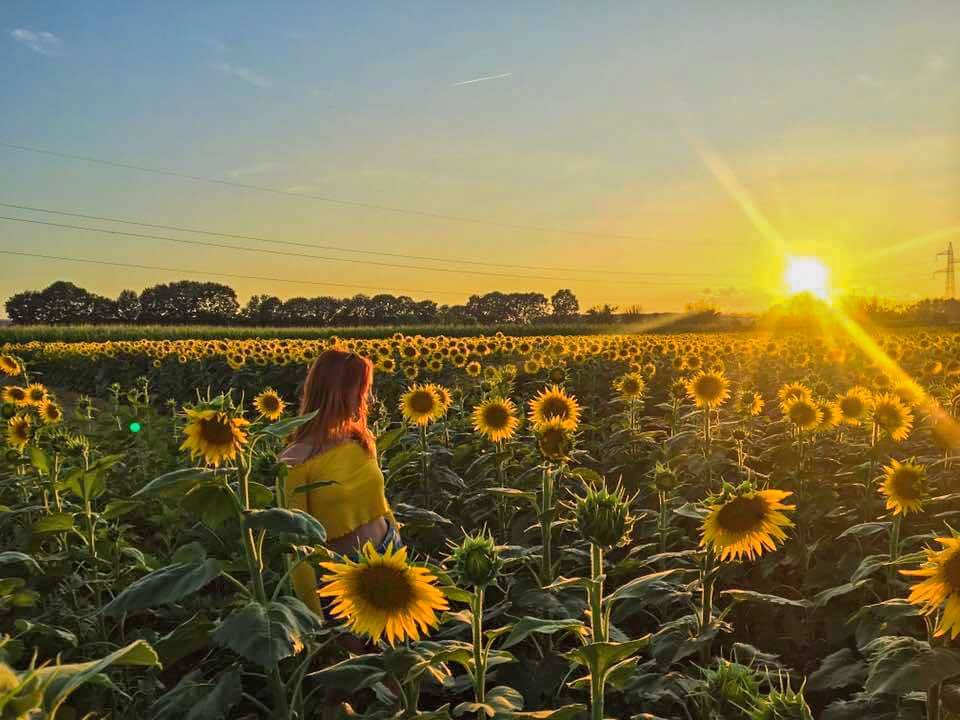 Girasoli fra Tradate e Locate Varesino - foto di Luca Camarella