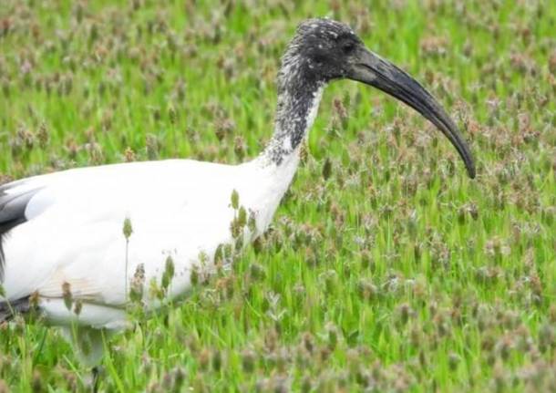 ibis eremita, ibis sacro, waldrappenteam, 