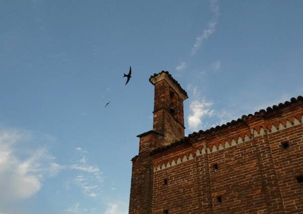 In partenza verso l’Africa subsahariana: a Cislago il saluto ai rondoni ospiti del castello
