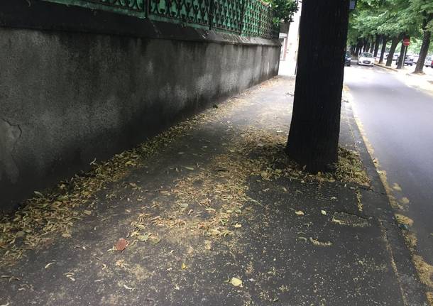 "La Città è sempre più sporca", lo sfogo di un lettore