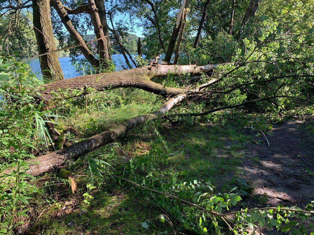 Maltempo, tronchi e alberi caduti all’Oasi della Bruschera di Angera