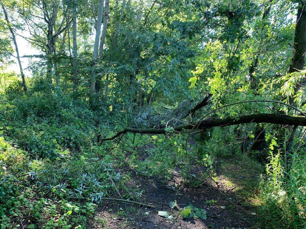 Maltempo, tronchi e alberi caduti all’Oasi della Bruschera di Angera
