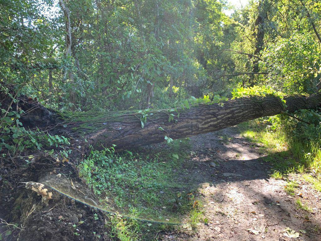 Maltempo, tronchi e alberi caduti all’Oasi della Bruschera di Angera