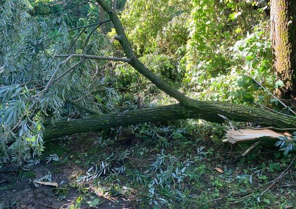 Maltempo, tronchi e alberi caduti all’Oasi della Bruschera di Angera