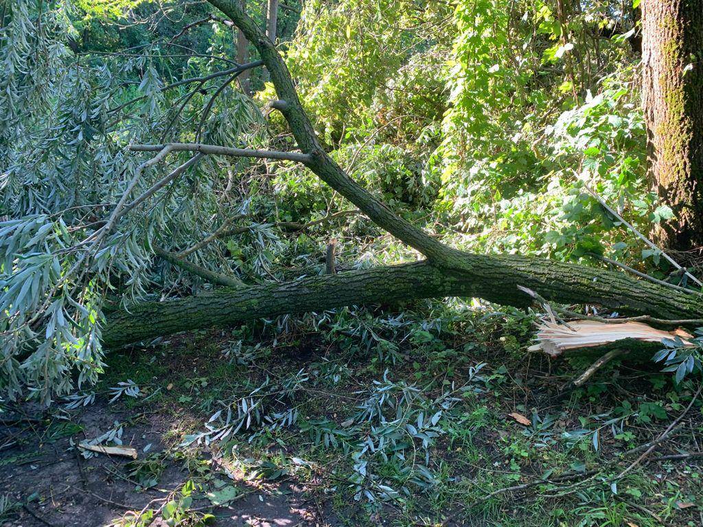 Maltempo, tronchi e alberi caduti all’Oasi della Bruschera di Angera