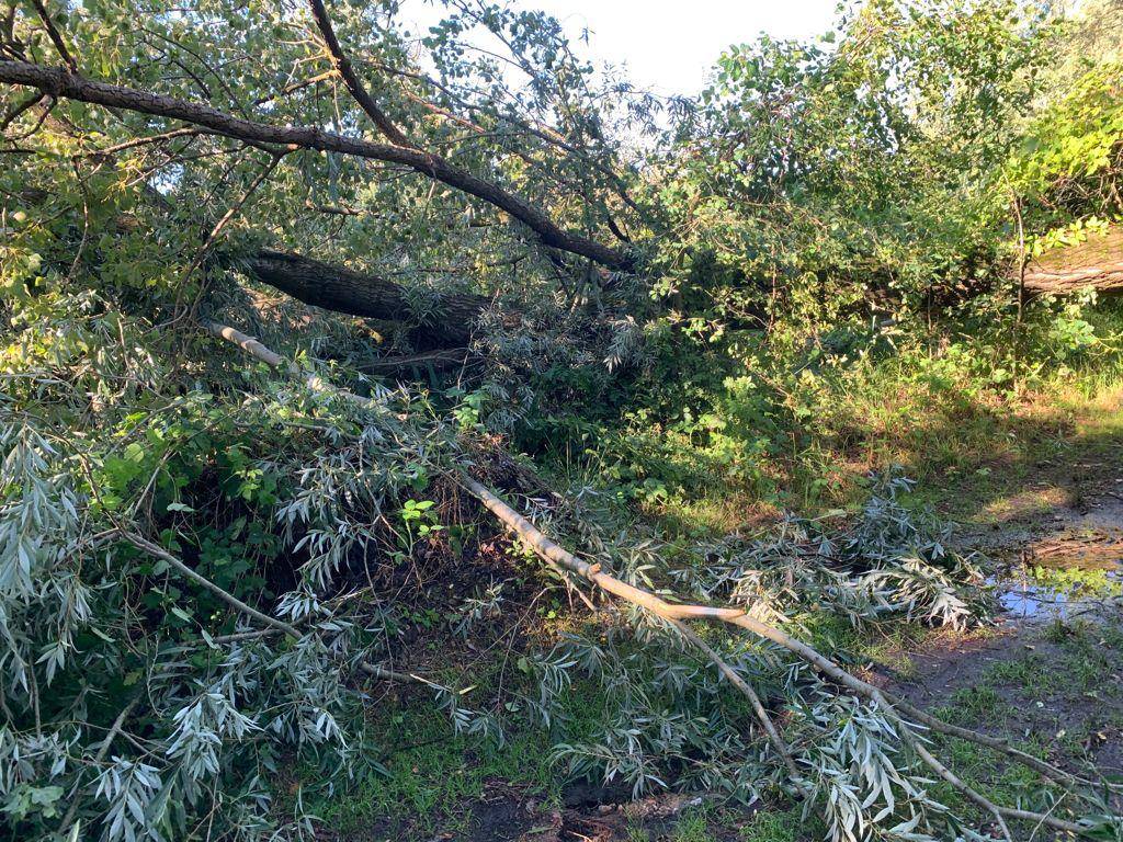 Maltempo, tronchi e alberi caduti all’Oasi della Bruschera di Angera