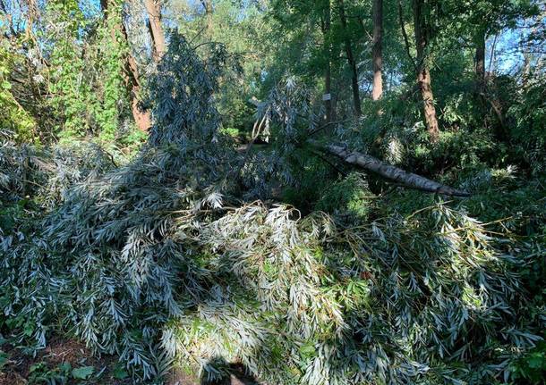 Maltempo, tronchi e alberi caduti all’Oasi della Bruschera di Angera