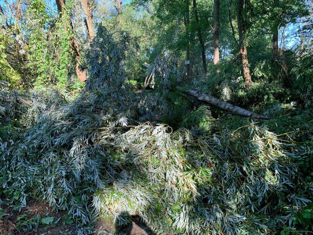 Maltempo, tronchi e alberi caduti all’Oasi della Bruschera di Angera