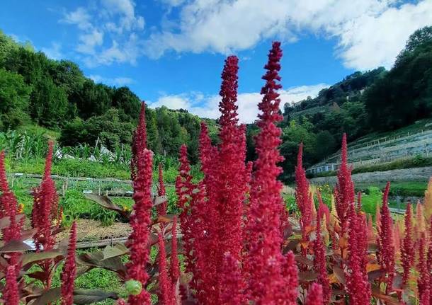 orto botanico Lombardia