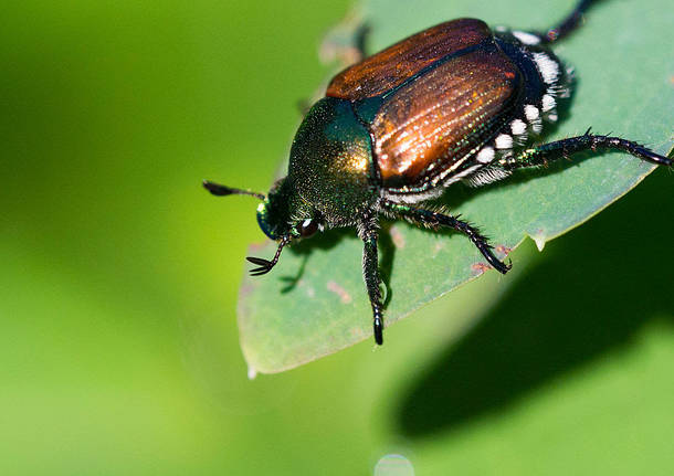 Popilla Japonica : i danni e come combatterla