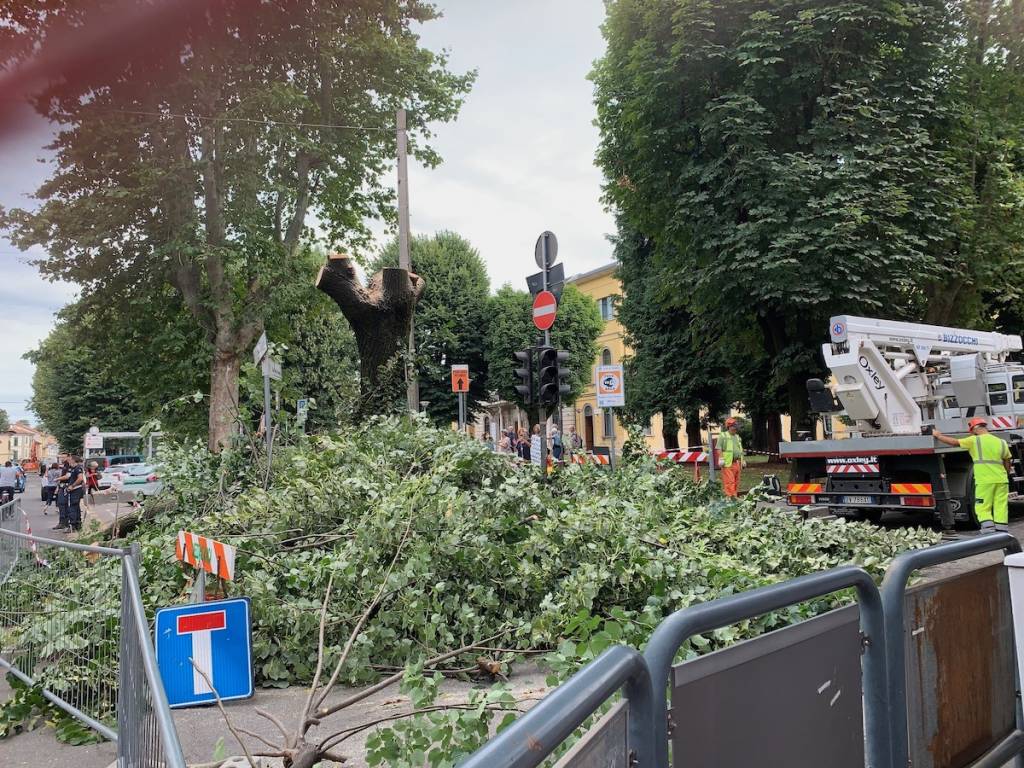 Tradate - Abbattimento albero piazza Mazzini