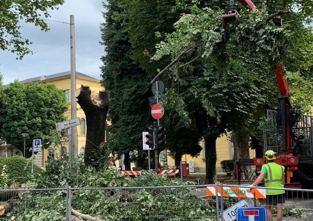 Tradate - Abbattimento albero piazza Mazzini