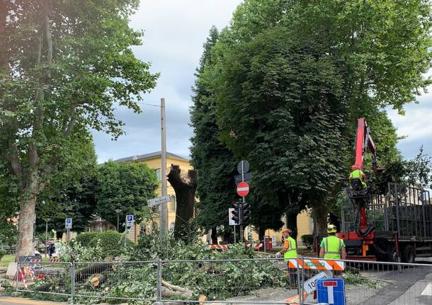 Tradate: l’abbattimento del tiglio di piazza Mazzini