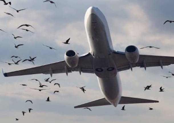 birdstrike Malpensa