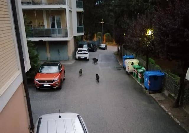 Cinghiali fra i condomini a Varese