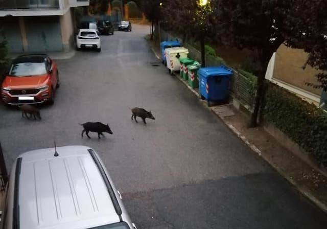 Cinghiali fra i condomini a Varese