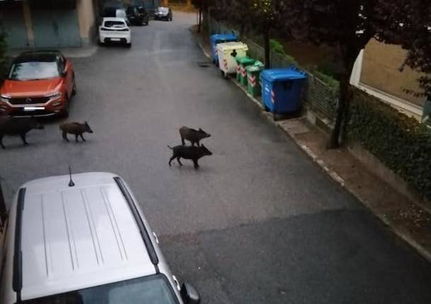 Cinghiali fra i condomini a Varese