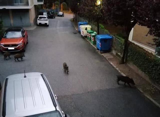 Cinghiali fra i condomini a Varese