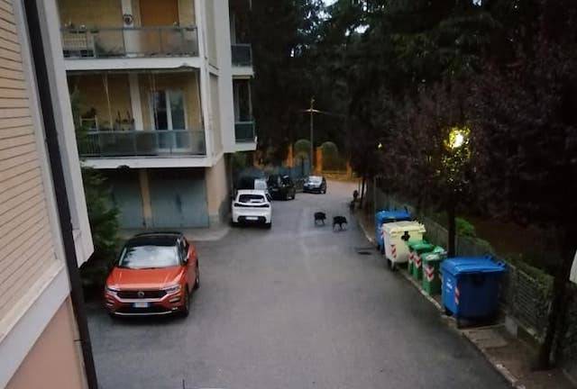 Cinghiali fra i condomini a Varese