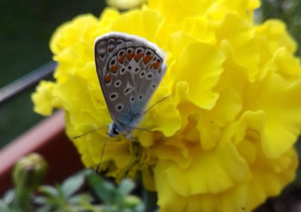Farfalla