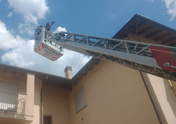 gatto bloccato sul tetto a busto garolfo