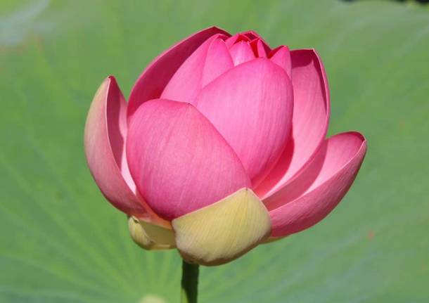 I fiori di loto in fiore sul Lago di Varese