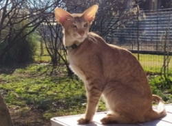 Legnano animali