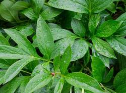 Petricore Geosmina Odore Pioggia