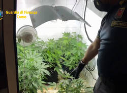 Serra di marijuana in camera da letto