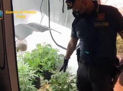 Serra di marijuana in camera da letto
