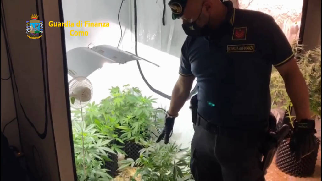 Serra di marijuana in camera da letto