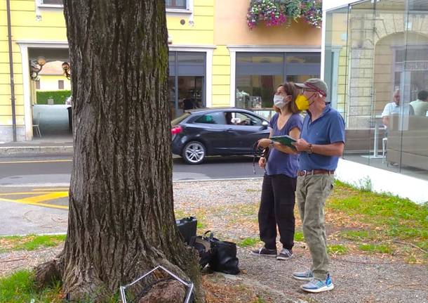 Tradate - Daniele Zanzi al lavoro sugli alberi di piazza Mazzini