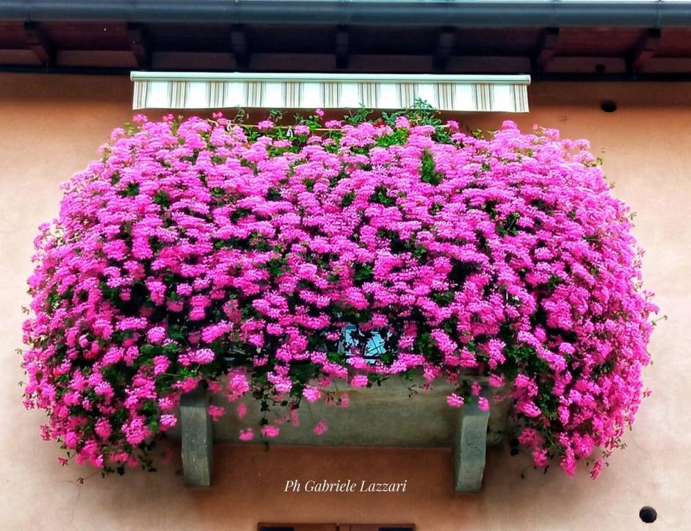 Balcone fiorito - Gabriele lazzari