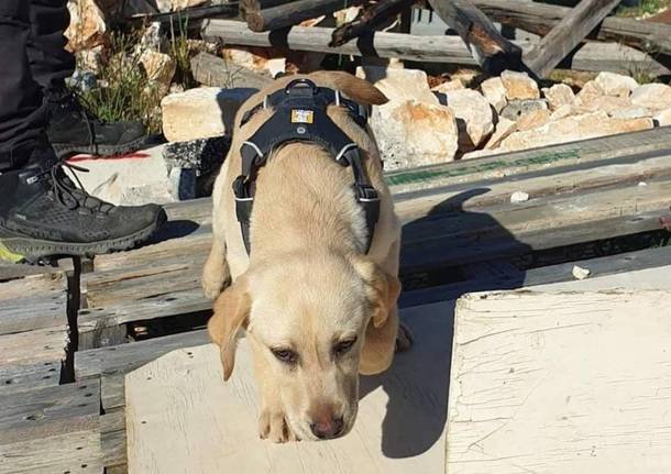 cane da soccorso in macerie