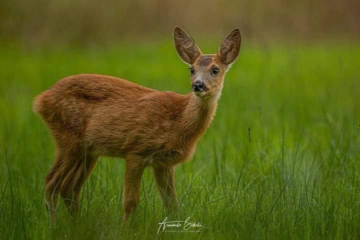 Capriolo - Armando Bottelli