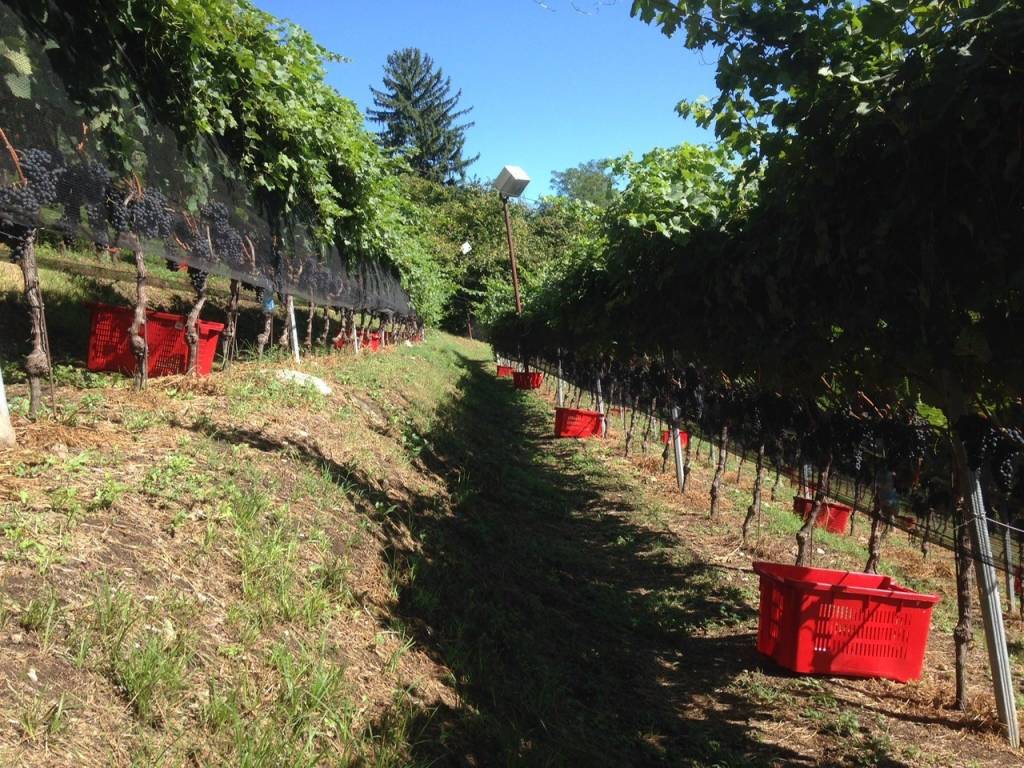 Castiglione Olona  - Vendemmia 2021 nella vigna  della Collegiata