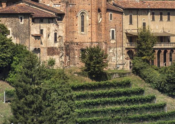 Castiglione Olona  - Vendemmia 2021 nella vigna  della Collegiata