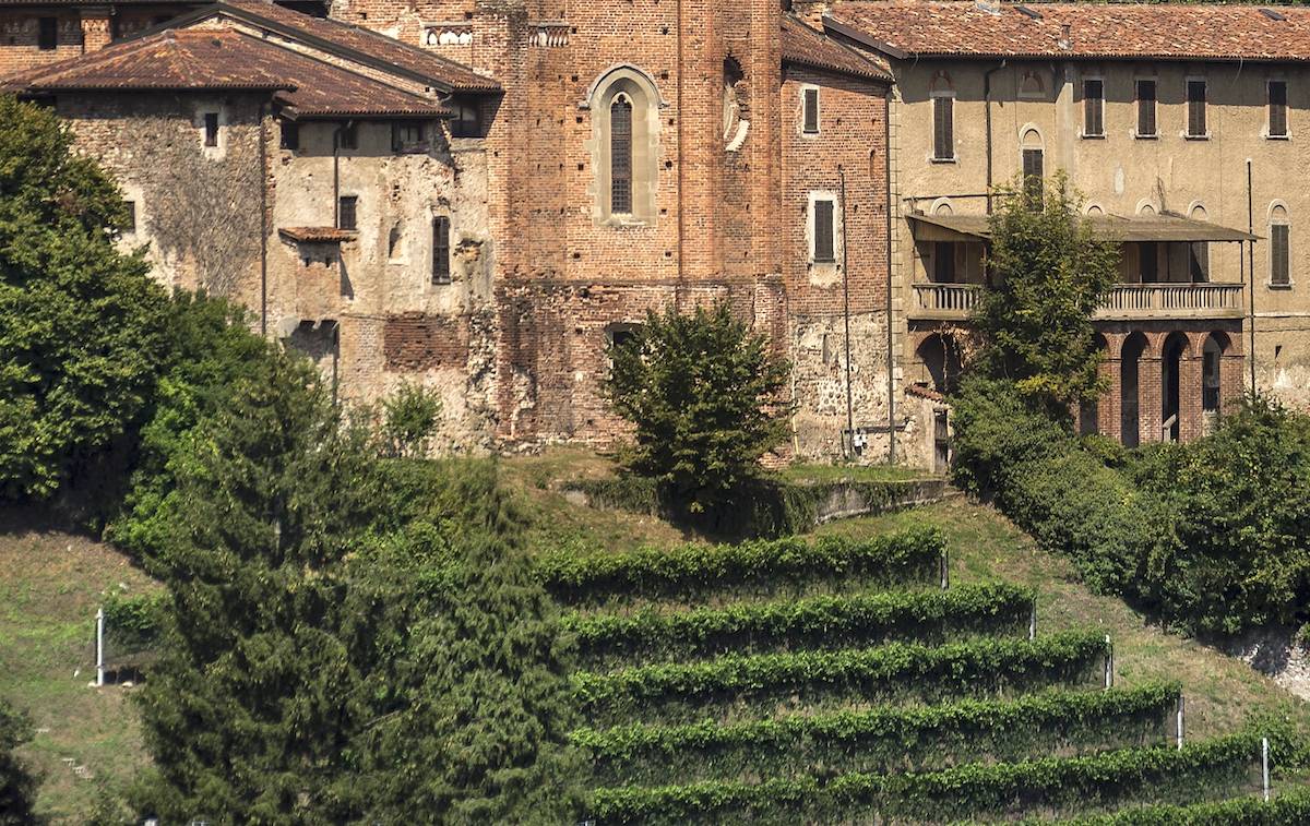 Castiglione Olona  - Vendemmia 2021 nella vigna  della Collegiata