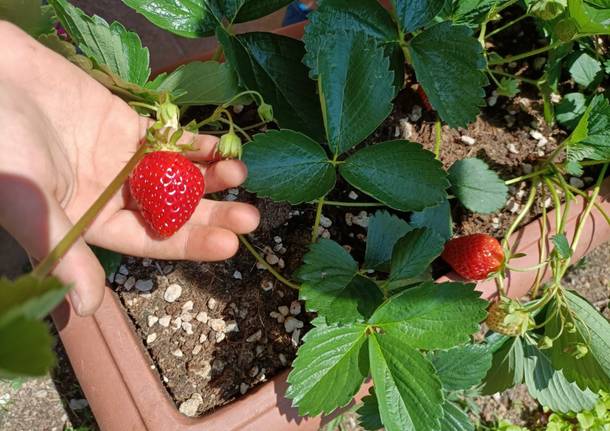 Cislago, alla scuola dell’infanzia Sacra Famiglia gli orti didattici cofinanziati da Regione Lombardia