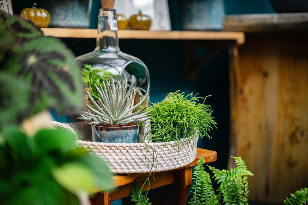 Da Nicora è Garden Festival d’Autunno