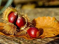 fiera autunnale