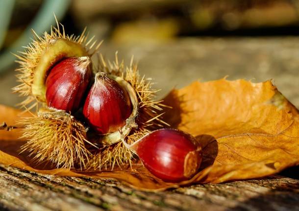 fiera autunnale