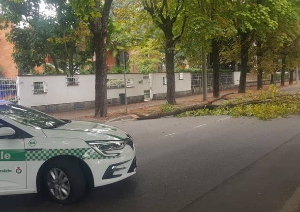 ramo caduto busto arsizio polizia locale