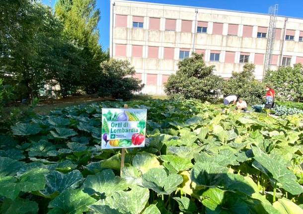 Saronno, agli Istituti "Gino Zappa" e "Leonardo da Vinci" gli orti didattici cofinanziati da Regione Lombardia 