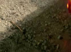 Sassi e detriti sulla strada a Cittiglio