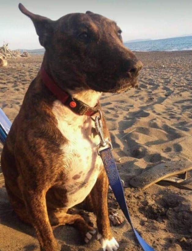 Smarrita Daenerys ad Armio in Valveddasca 