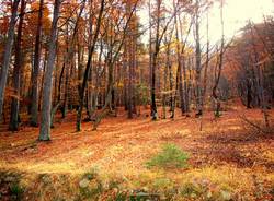 treno del foliage - ph. Rob Lewis