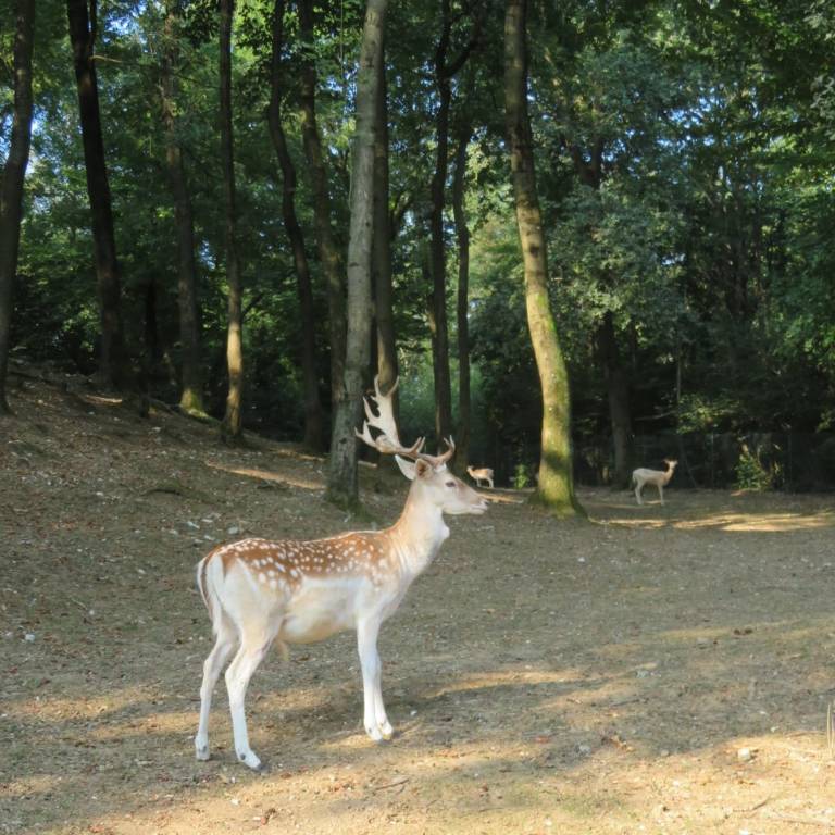 Una famigliola di daini a Morosolo